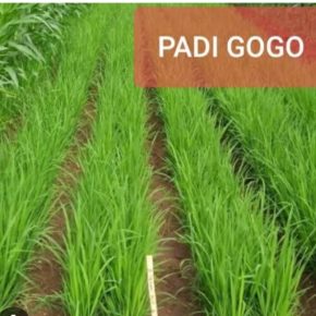 PROYEK PADI GOGO DISTAN MADINA TA 2018 DIDUGA MERUGIKAN NEGARA SEBESAR 6,5 MILIAR LSM GEMPUR DESAK KPK USUT TUNTAS