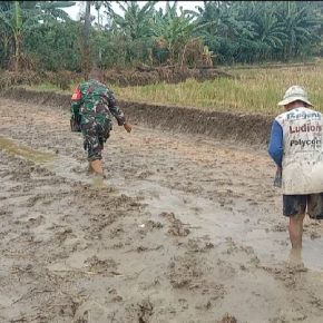 Babinsa Larangan Lakukan Pendampingan Poktan Sipadu Sejahtera Tebar Benih Padi.