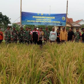 Dukung Program Hanpangan, Kodim 0620/Kab Cirebon Lakukan Panen
