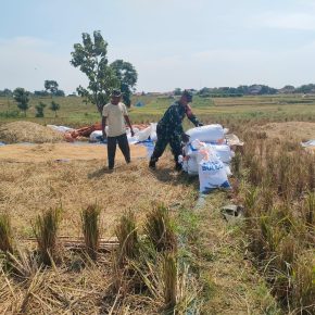 Babinsa Kalijaga Melaksanakan Pendampingan Poktan Sidemung Dalam Rangka Penjemuran Gabah Pasca Panen
