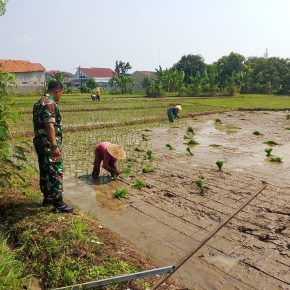 Pendampingan Poktan Sipeti Kelurahan Karyamulya Oleh Babinsa Saat Tanam Padi.