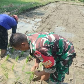 Babinsa Kecapi Ikut Tanam Padi, Untuk Sukseskan Program Hanpangan