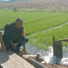 Pendampingan Babinsa Larangan Kepada Poktan Sipadu Sejahtera Melaksanakan Pengairan Benih Padi.