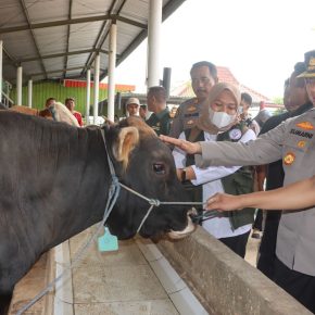 Kapolresta Cirebon Beserta UPTD Kesehatan Hewan Kunjungi Perternakan Pembesaran Hewan Qurban