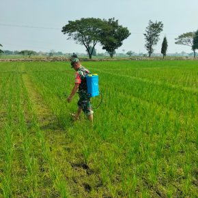 Babinsa Koramil 0620-15/Klangenan Dampingi Petani Semprot Padi