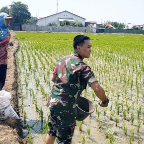 Babinsa Pegambiran Ikut Pemupukan Padi Dalam Rangka Pendampingan Poktan.