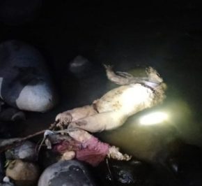 Penemuan Mayat Seorang Wanita Disungai Buaya Dievakuasi