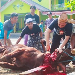 Pemotongan Qurban di Pondok Pesantren Miftahul Khaer