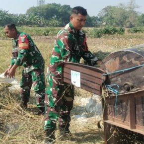 Babinsa Kecapi Ikut Panen Padi, Sukseskan Hanpangan