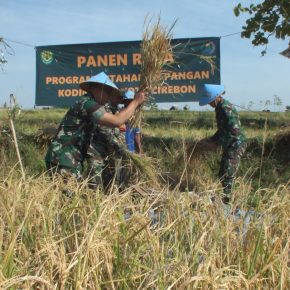 Kodim 0614/Kota Cirebon Laksanakan Panen Raya Padi, Sukseskan Hanpangan.