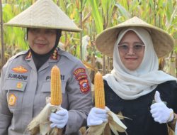 Polresta Cirebon Laksanakan Panen Jagung Ketahanan Pangan
