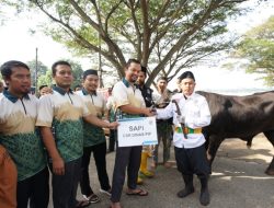 Rayakan Idul Adha Dengan Berbagi, PLN Indonesia Power UBP Lontar Bagikan Hewan Kurban Kepada Masyarakat Ring 1