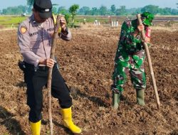 Koramil 0620-13/Sumber Bersama Poktan dan Babinkamtibmas Tanam Jagung di Lahan 1 Hektare