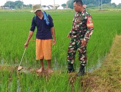 Babinsa Kelurahan Sunyaragi Dampingi Petani Poktan Bangkit Lakukan Penyemprotan Padi Usia 50 Hari