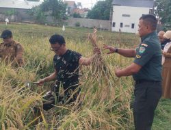 Babinsa Bersama Dinas Pertanian Dampingi Poktan Jayamulya Panen Padi di Kelurahan Karyamulya