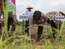 Kapolresta Cirebon Pimpin Penanaman Jagung Serentak, Polresta Cirebon Tegaskan Komitmen Dukung Swasembada Pangan Nasional