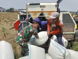 Babinsa Pulasaren Tetap Semangat Dampingi Panen Padi Meski Berpuasa di Bawah Terik Matahari