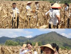 Dukung Ketahanan Pangan Nasional,Rutan Kelas llB Balige Gelar Panen Raya Jagung Bersama