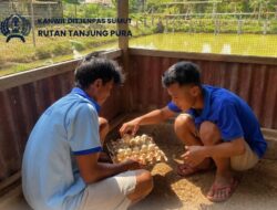 Laksanakan Kegiatan Panen Telur Bebek Dilahan Ketapang Rutan Tanjung Pura Kembangkan Potensi Peternakan Bagi Warga Binaan